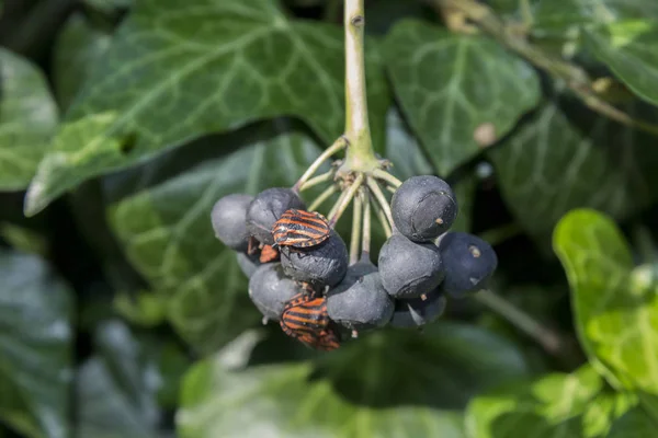 Bug Kumbang Alam Berry — Stok Foto