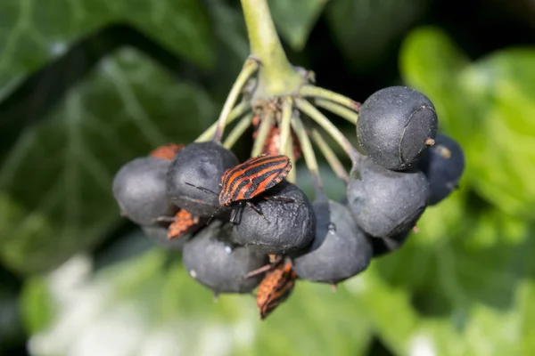 Bug Kumbang Alam Berry — Stok Foto