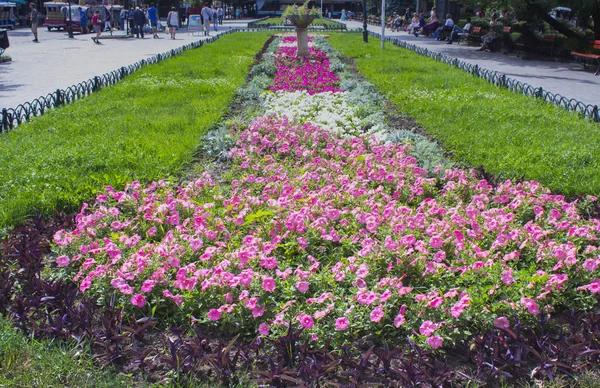 庭のベッド ピンク花 — ストック写真