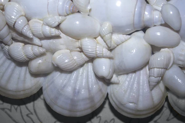 白い貝殻の背景テクスチャ — ストック写真