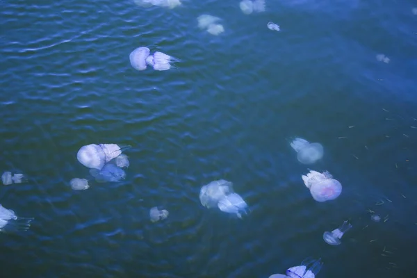jellyfish sea underwater medusa