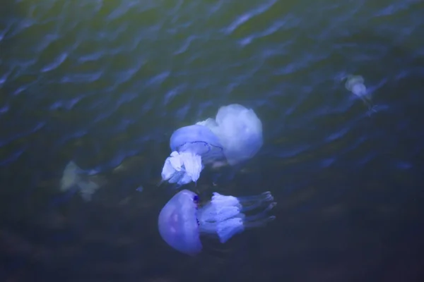 Jellyfish Sea Underwater Medusa — Stock Photo, Image