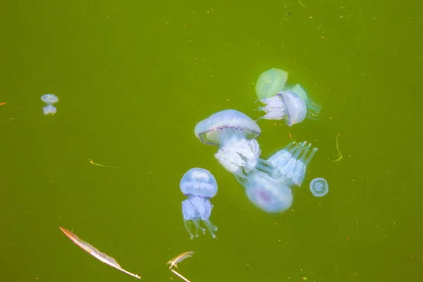 Jellyfish Sea Underwater Medusa — Stock Photo, Image