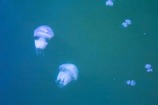 Jellyfish Sea Underwater Medusa — Stock Photo, Image