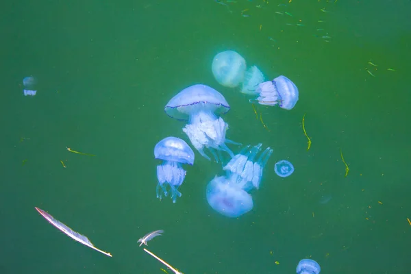 Jellyfish Sea Underwater Medusa — Stock Photo, Image