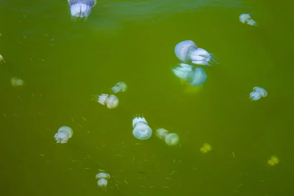 Quallen Meer Unter Wasser Medusa — Stockfoto