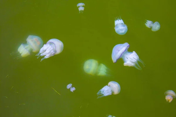 Jellyfish Sea Underwater Medusa — Stock Photo, Image