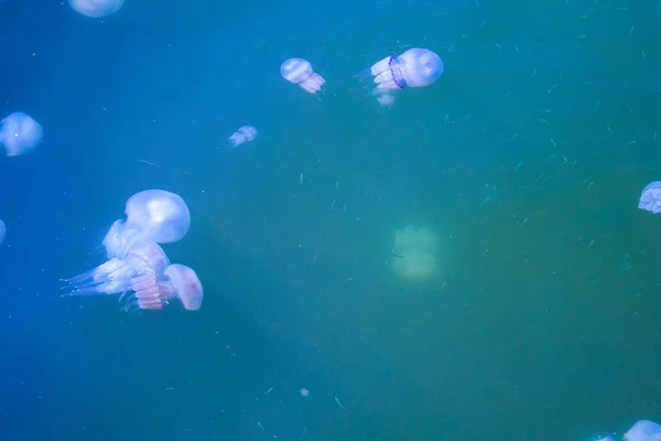 Jellyfish Sea Underwater Medusa — Stock Photo, Image