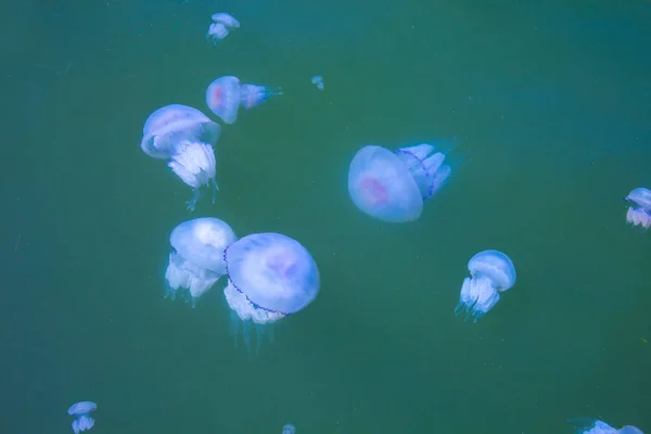 Jellyfish Sea Underwater Medusa — Stock Photo, Image