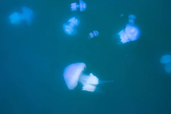 Jellyfish Sea Underwater Medusa — Stock Photo, Image
