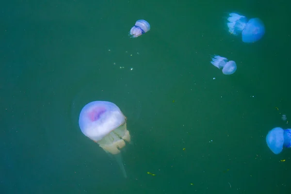 Jellyfish Sea Underwater Medusa — Stock Photo, Image