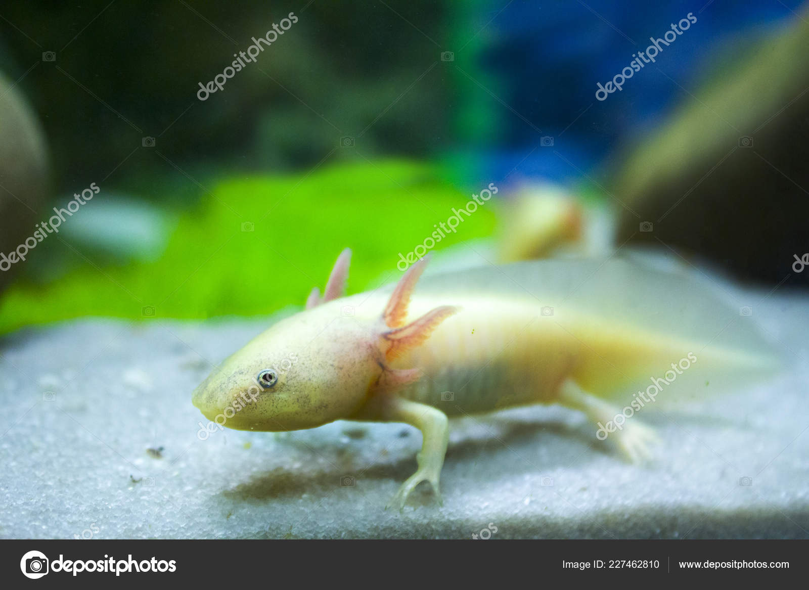White Axolotl Salamander Aquarium Stock Photo By C Fatamorgana 999 White Axolotl Salamander Aquarium Stock Photo By C Fatamorgana 999