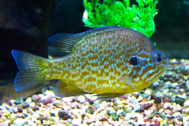 balık akvaryum deniz deniz