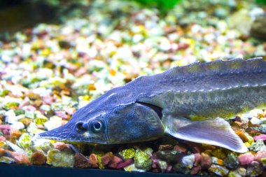 Mersin balığı balık akvaryum deniz