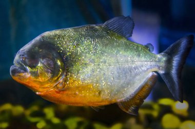 piranha balığı sualtı su