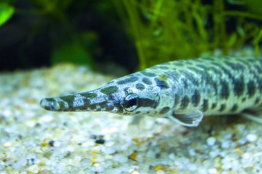 Tüplü balık okyanus Gruplayıcı