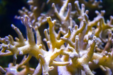  Dalış mercan kayalığı Anemon