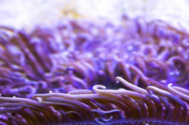 pembe anemone tentacles deniz