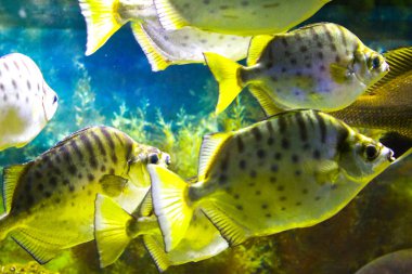 Okul sualtı deniz balıklar