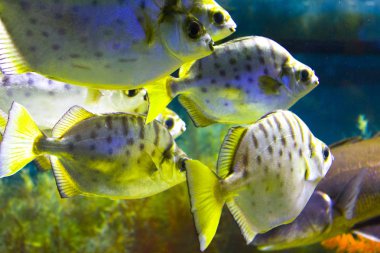 Okul sualtı deniz balıklar