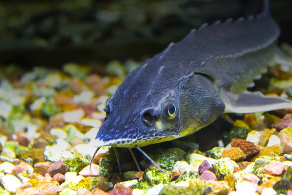 チョウザメ魚水族館海 — ストック写真