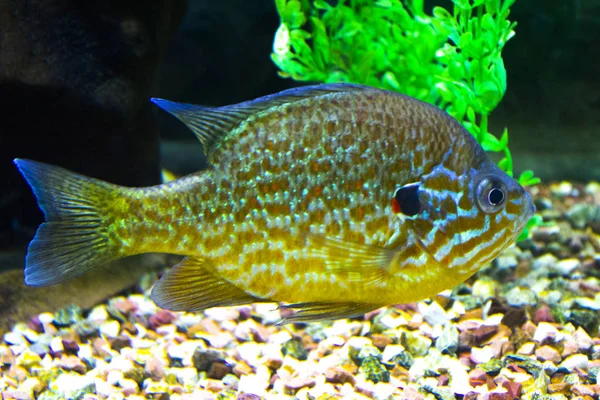 Fish Aquarium Marine Sea — Stock Photo, Image