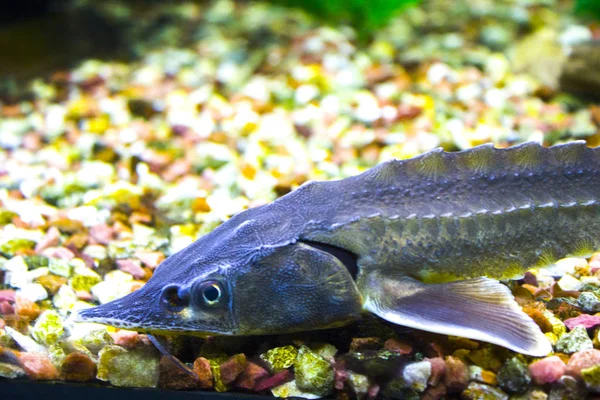 Pesce Storione Acquario Mare — Foto Stock