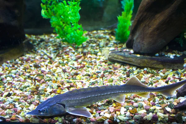 Mersin Balığı Balık Akvaryum Deniz — Stok fotoğraf