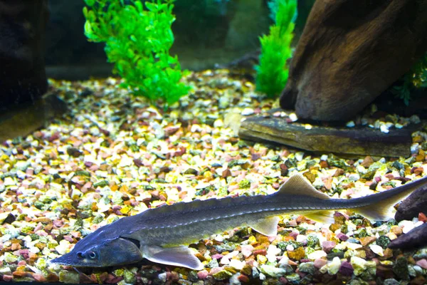 Mersin Balığı Balık Akvaryum Deniz — Stok fotoğraf