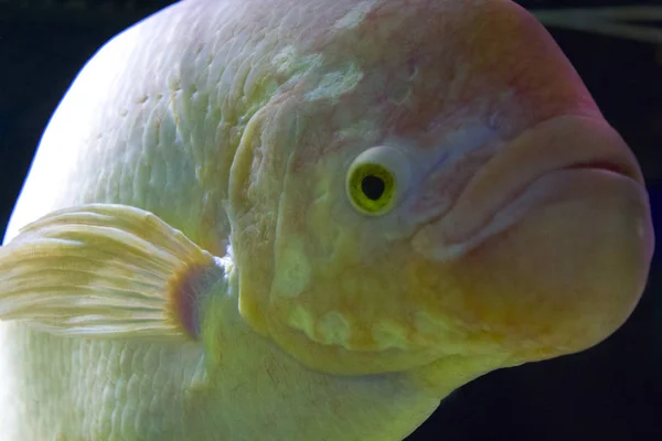 Big Fish Head Sea — Stock Photo, Image