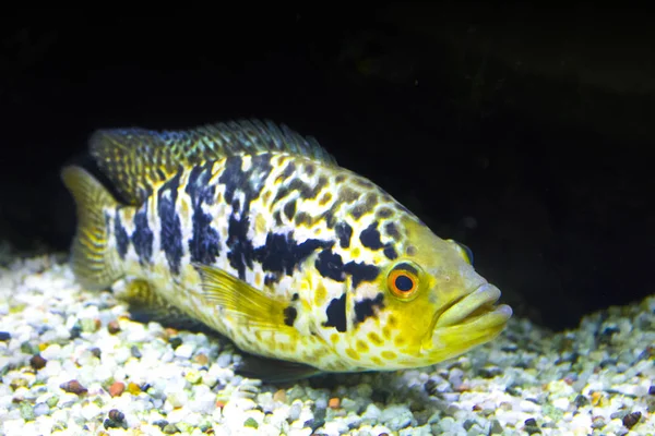 Sarı Balık Deniz Akvaryum — Stok fotoğraf