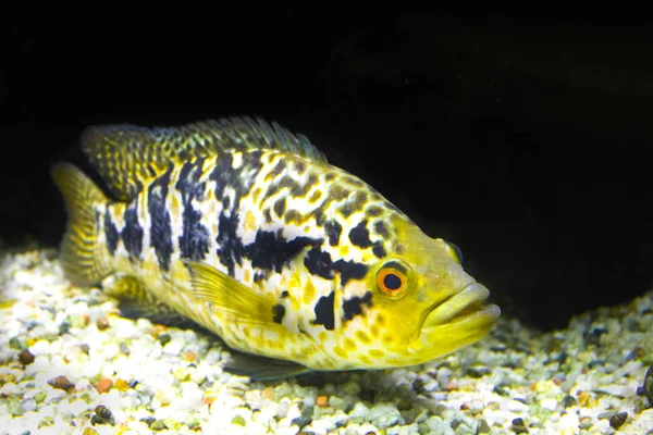 Yellow Fish Sea Aquarium — Stock Photo, Image