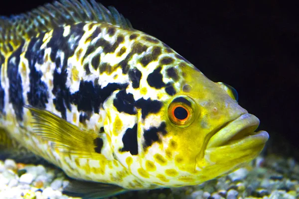 yellow fish sea aquarium