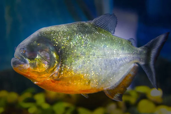 Piraña Peces Acuáticos Bajo Agua — Foto de Stock