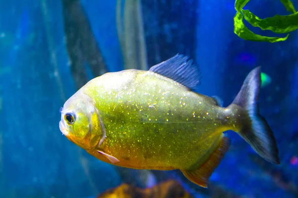 Piraña Peces Acuáticos Bajo Agua — Foto de Stock