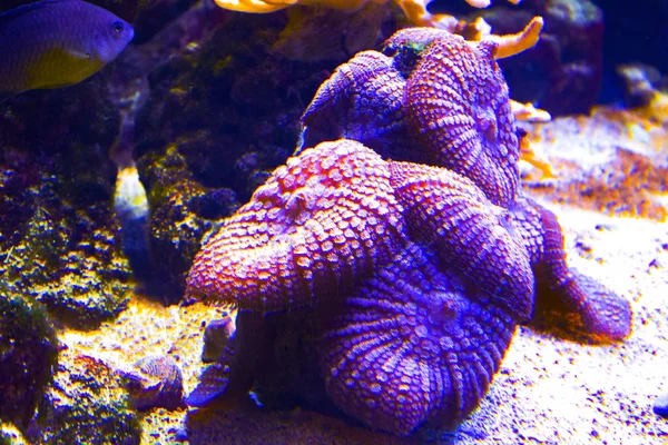 purple coral anemones aquatic