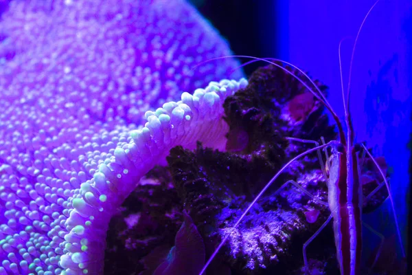 Фиолетовые Коралловые Анемоны — стоковое фото