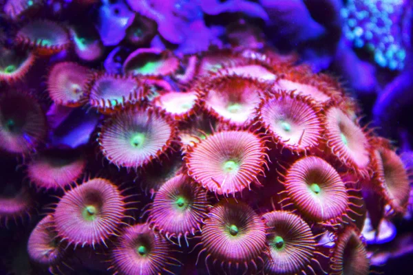 Anêmonas Coral Roxo Aquático — Fotografia de Stock