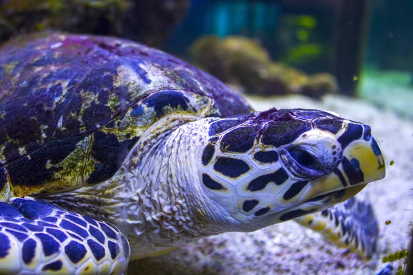 Big Turtle Underwater Sea — Stock Photo, Image