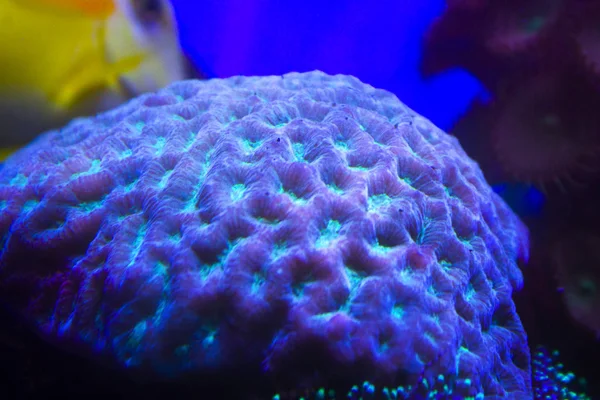 Anémonas Coral Púrpura Acuáticas —  Fotos de Stock