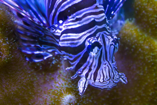 Stripped Lion Fish Sea — Stock Photo, Image