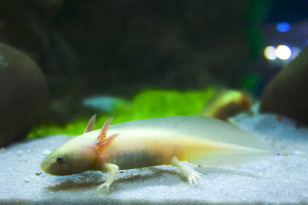 Acquario Bianco Salamandra Axolotl — Foto Stock