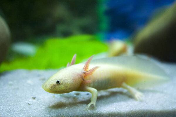 Аквариум белого аксолотля
