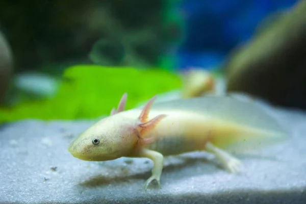 Weißes Axolotl Salamanderaquarium — Stockfoto