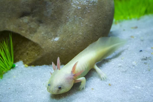 Axolotl Salamandru Alb Acvariu — Fotografie, imagine de stoc