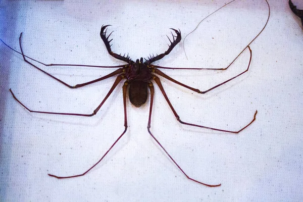 Ürpertici Büyük Egzotik Örümcek — Stok fotoğraf