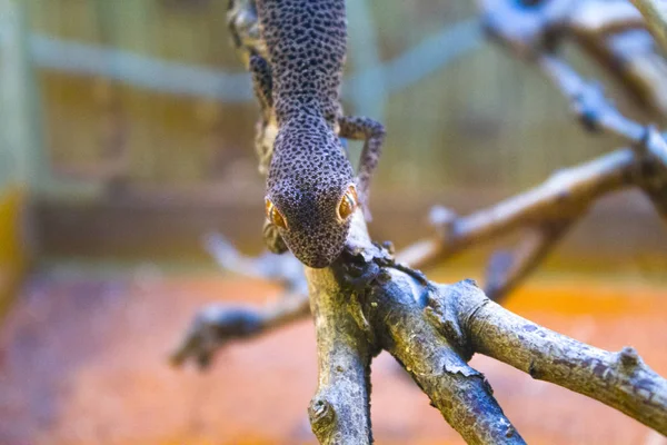 Gecko 爬虫類トカゲ トリトン — ストック写真