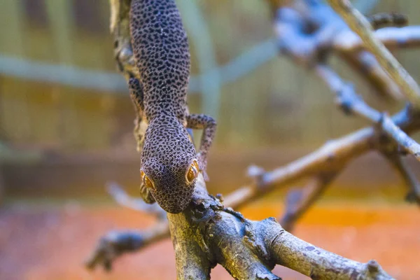 Gecko Plazů Ještěrka Triton — Stock fotografie