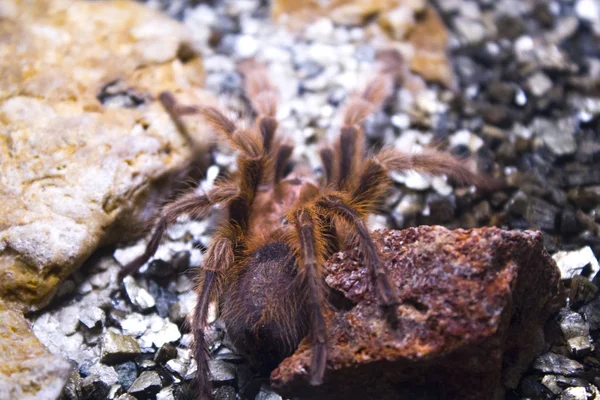 Tarantula Duży Pająk Zwierzętom — Zdjęcie stockowe