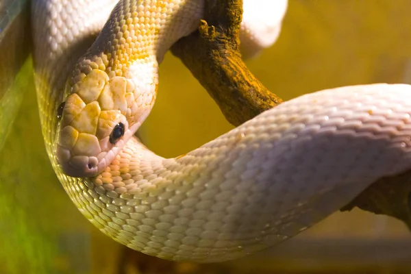 white snake terrarium reptile
